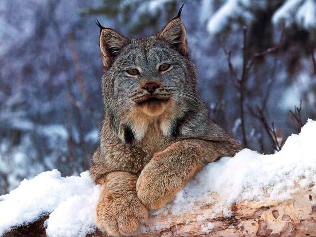 superbe Lynx A grosse fourure