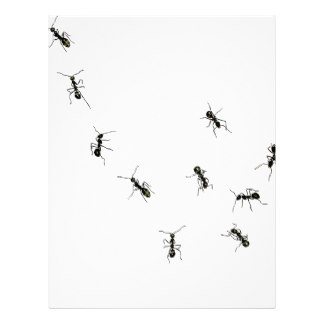 10 ants